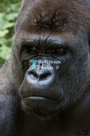 Gorilla