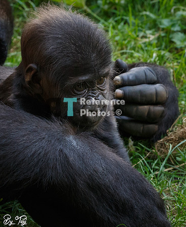 Gorilla baby