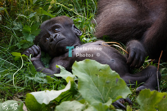 Gorilla baby