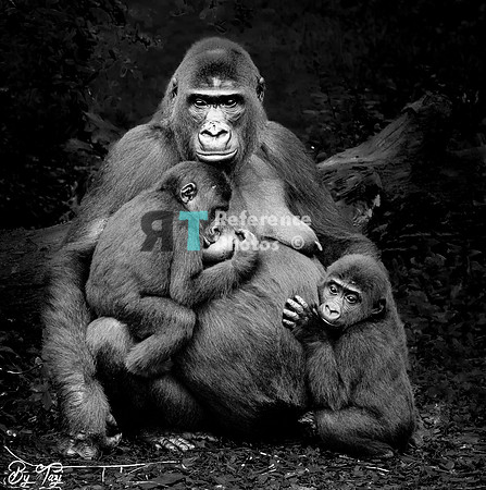 Gorilla mother with twins