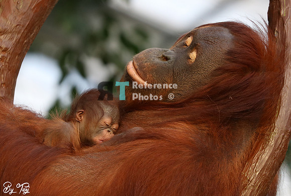 Orangutan mother and baby