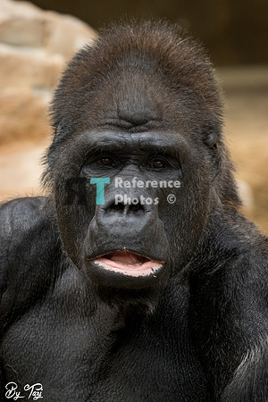 Gorilla