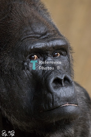 Gorilla