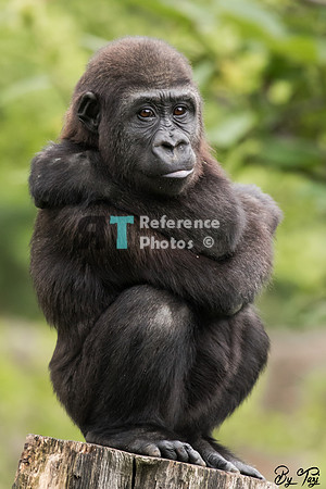Gorilla