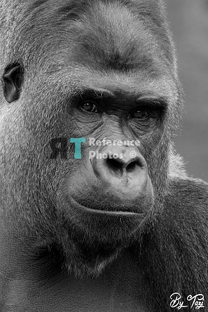 Gorilla