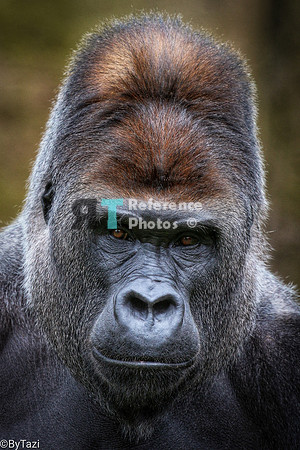 Gorilla