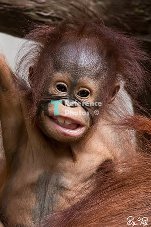 Orangutan baby
