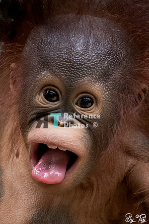 Orangutan baby