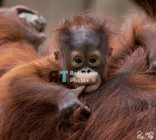 Orangutan baby