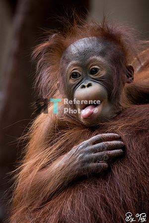 Orangutan baby