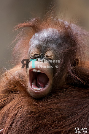 Orangutan baby
