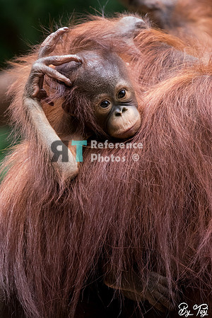 Orangutan baby