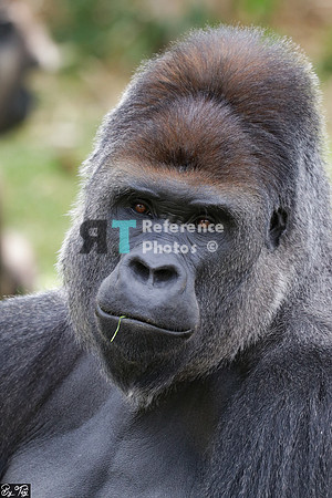 Gorilla