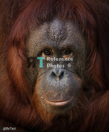 Orangutan portrait