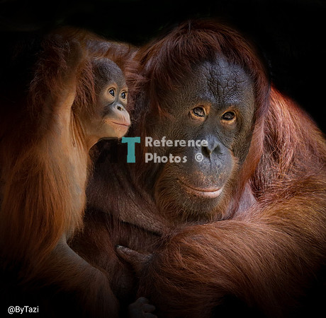 Orangutan mother and baby