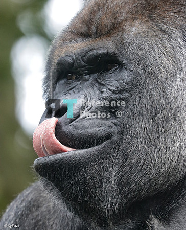 Gorilla