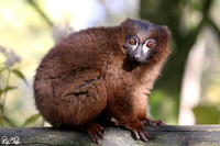 Red bellied lemur