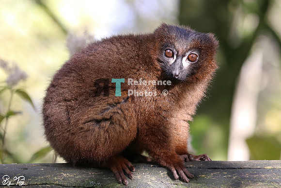 Red bellied lemur