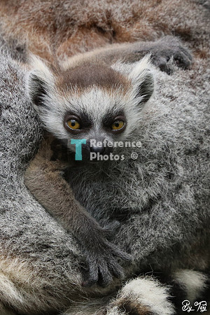 Ring-tailed lemur baby