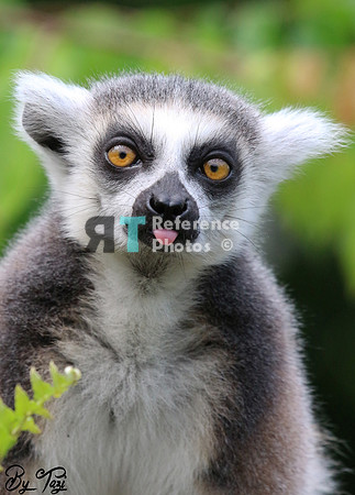 Ring-tailed lemur