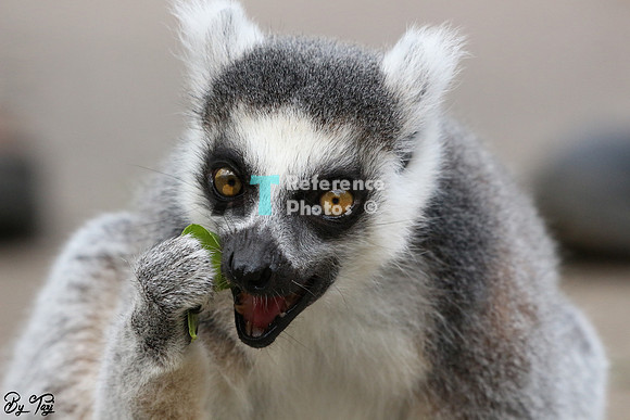 Ring-tailed lemur