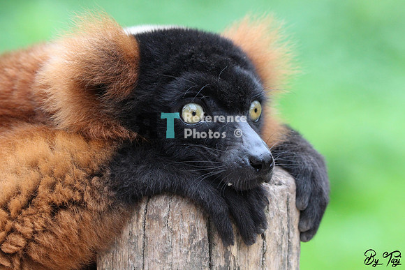 Red ruffed lemur