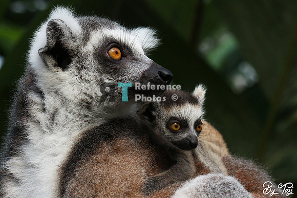 Ring-tailed lemur
