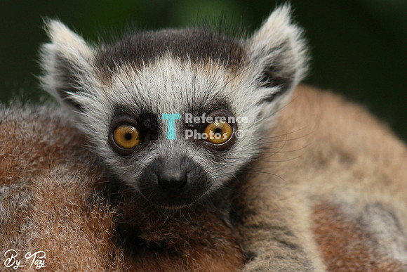 Ring-tailed lemur