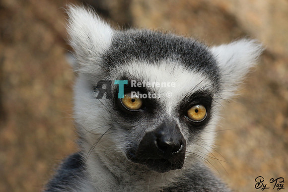 Ring-tailed lemur