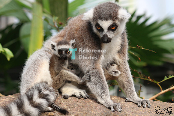 Ring-tailed lemur