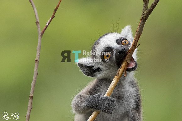 Ring-tailed lemur