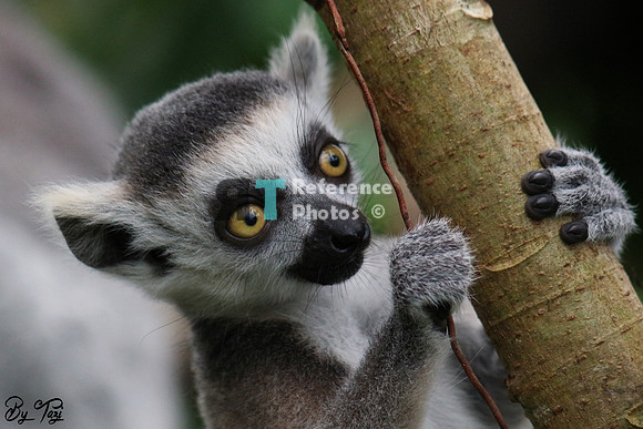 Ring-tailed lemur