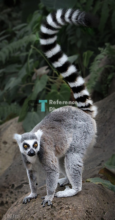 Ring-tailed lemur