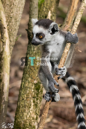 Ring-tailed lemur