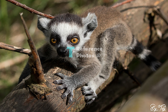 Ring-tailed lemur