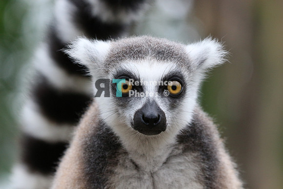 Ring-tailed lemur