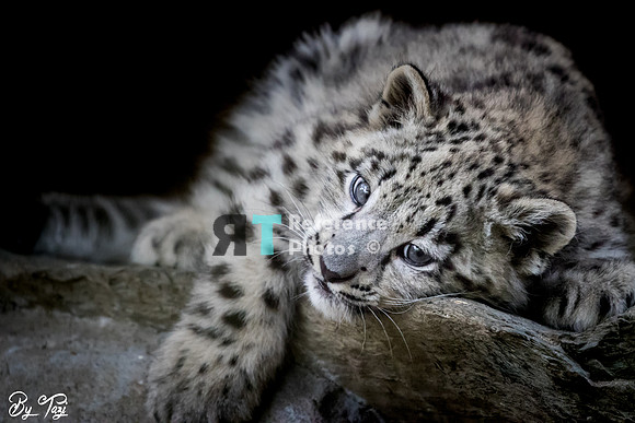 Snow leopard cub