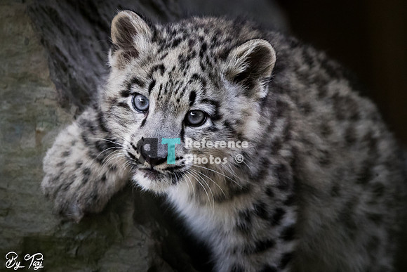 Snow leopard cub