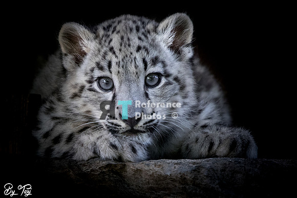 Snow leopard cub
