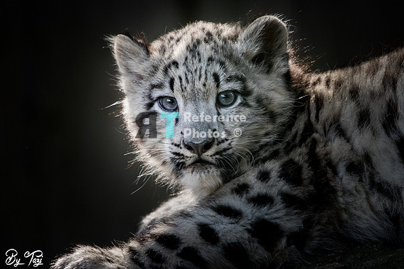 Snow leopard cub