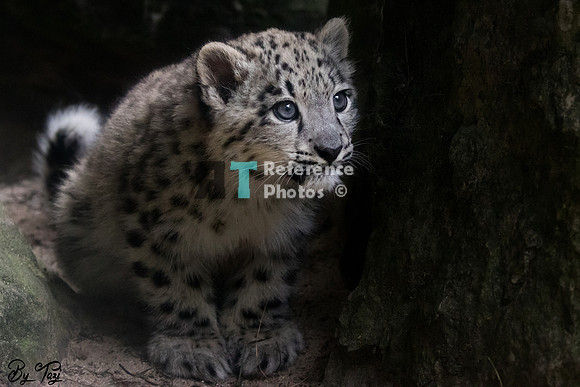 Snow leopard cub