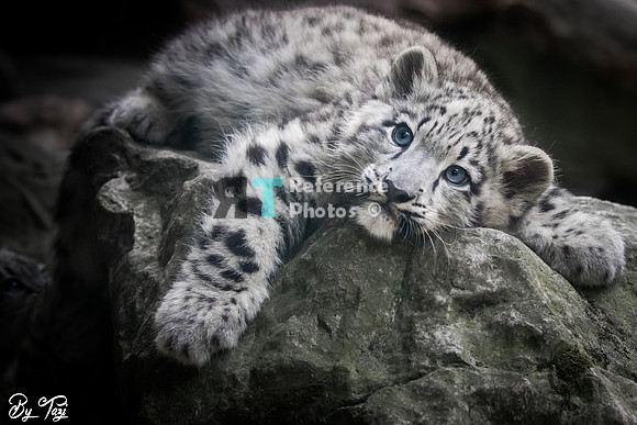 Snow leopard cub