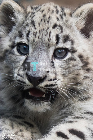 Snow leopard cub