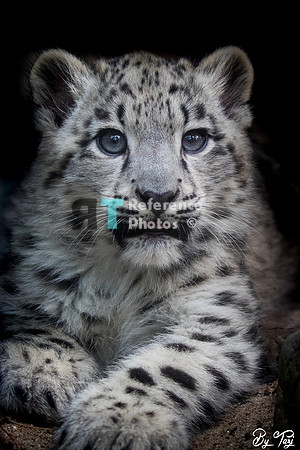 Snow leopard cub
