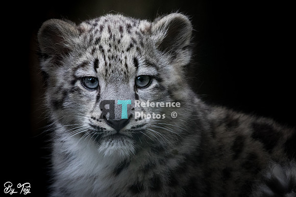 Snow leopard cub