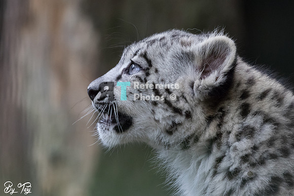 Snow leopard cub