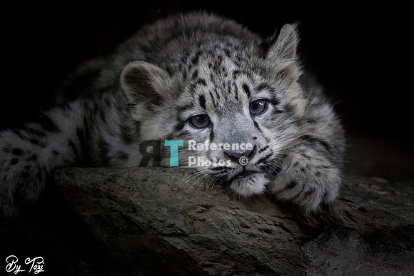 Snow leopard cub