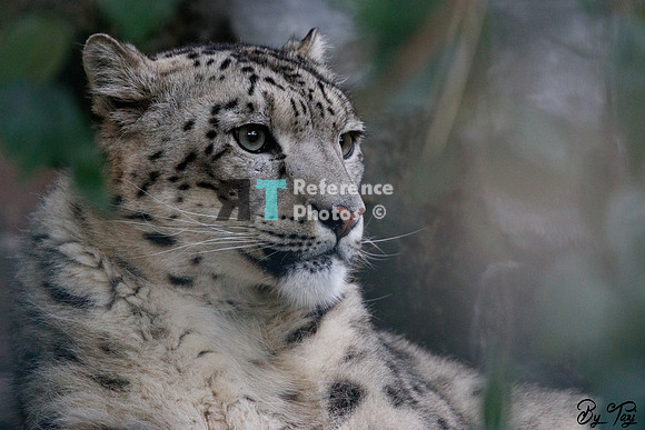 Snow leopard