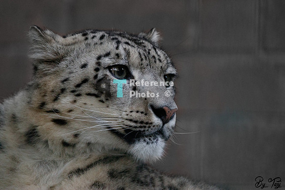 Snow leopard