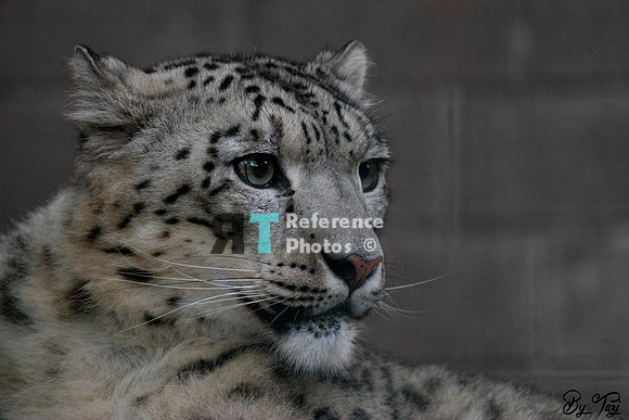 Snow leopard